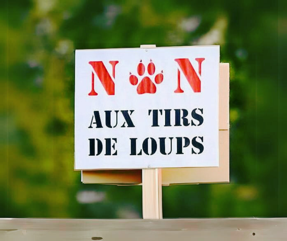 Avenir Loup Lynx Jura est très inquiète des conséquences de l’autorisation de tir donnée par l’Office fédéral de l'environnement (OFEV) à l'État de Vaud pour l’éradication de la meute du Mont-Tendre et s'oppose totalement à cette décision.